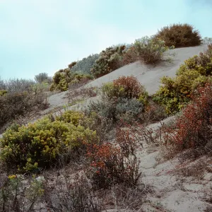 dunes, North of Hazard Canyon, MontaÃ±a de Oro, San Luis Obispo County
