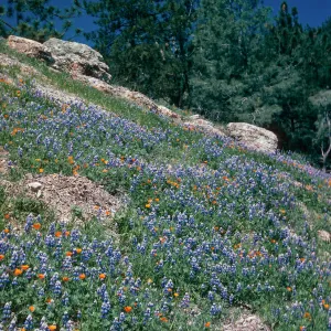 slope above Figueroa Mountain Road at Catway Road, Santa Barbara County
