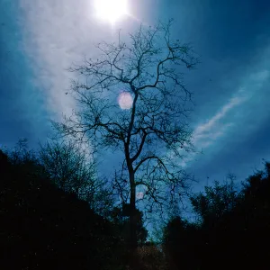 Sun--Sycamore, Cold Spring Canyon, Santa Barbara County