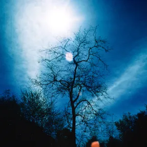 Sun--Sycamore, Cold Spring Canyon, Santa Barbara County