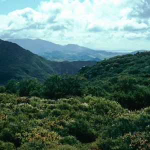 Chaparral, San Augustine Canyon, Hollister Ranch, Santa Barbara County