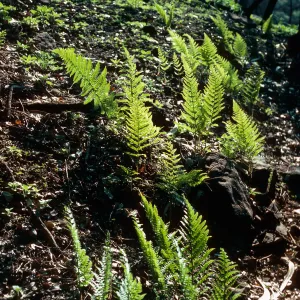 Dryopteris arguta, burn along road to Toro Canyon Park, Santa Barbara County