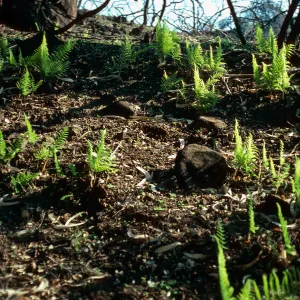 Dryopteris arguta, burn along road to Toro Canyon Park, Santa Barbara County