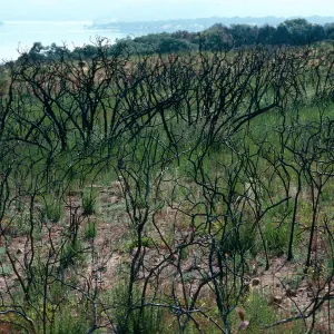 burn at Lake Cachuma, just East of Bradbury Dam, Santa Barbara County
