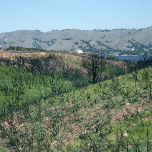 burn at Lake Cachuma, just East of road to Bradbury Dam Observation Point, Santa Barbara County