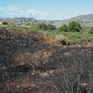 Lake Cachuma burn, at road to Bradbury Dam overview, Santa Barbara County
