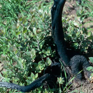 Arctostaphylos glandulosa, stump sprouts, Lake Cachuma burn, Santa Barbara County