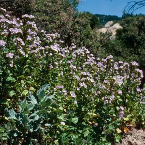 Phacelia grandiflora burn, above Foster Glen-Highway 154, Santa Barbara County