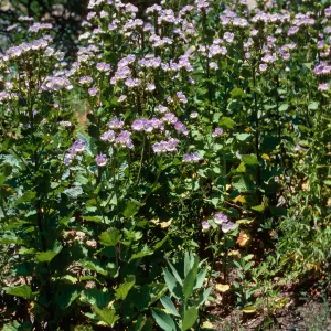 Phacelia grandiflora, burn, above Foster Glen-Highway 154, Santa Barbara County