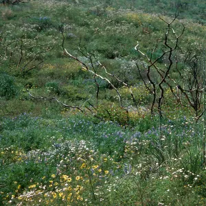 burn of Fall, 1978, Encinal Canyon Road, Santa Monica Mountains, Los Angeles County