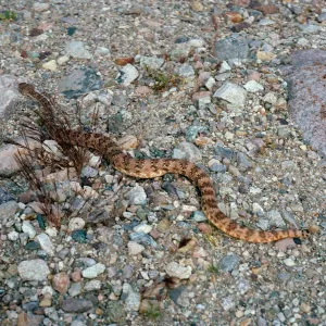 Crotalus mitchellii pyrrhus, West of Vulcan Mine, Providence Mountains, Mojave National Preserv, San Bernardino County