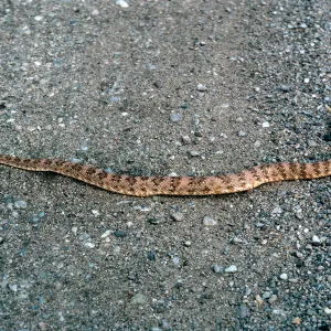 Crotalus mitchellii pyrrhus, West of Vulcan Mine, Providence Mountains, Mojave National Preserv, San Bernardino County