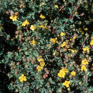 Potentilla fruticosa, road to Halfmoon Camp, South of Leadville, Colorado