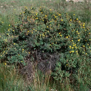 Potentilla fruticosa, road to Halfmoon Camp, South of Leadville, Colorado