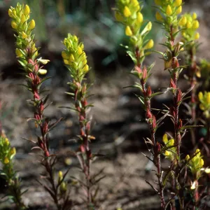 Orthocarpus ?, road to Halfmoon Camp, South of Leadville, Colorado