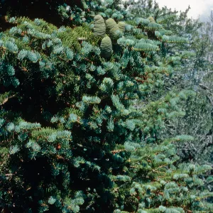 Abies, Wheeler Peak, Nevada