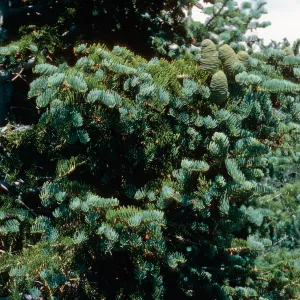 Abies, Wheeler Peak, Nevada