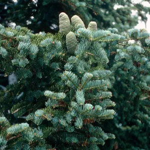 Abies, Wheeler Peak, Nevada