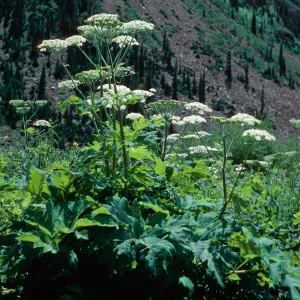 Heracleum ?, Maroon Lake Valley, Aspen, Colorado