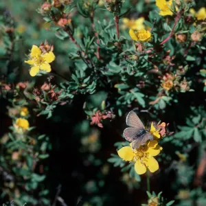 Potentilla fruticosa, Highway 82, East of Aspen, Colorado