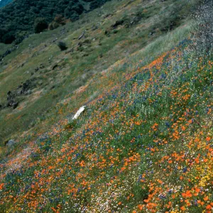 Lasthenia (Gold fields), Eschscholzia (California Poppy) , El Portal, Yosemite National Park, Mariposa County