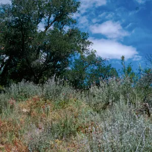 upper Oso Trail, San Luis Obispo County