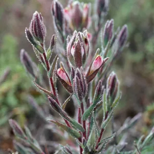 Cordylanthus maritimus, Carpinteria Salt Marsh, Santa Barbara County
