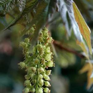 Acer macrophyllum, Santa Barbara Botanic Garden