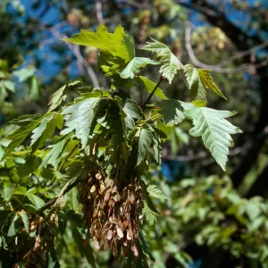 Acer negundo, Box Elder, by pond, Santa Barbara Botanic Garden