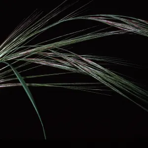 Stipa, Island Section, Santa Barbara Botanic Garden