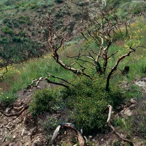 Rhus laurina, resprouting after burn, Santa Monica Mountains, Los Angeles County