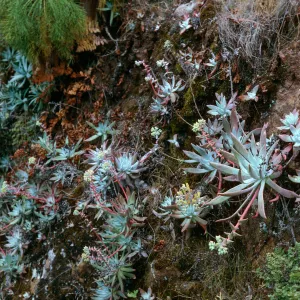 Dudleya greenei, bluffs, Tinkers Canyon, Santa Cruz Island