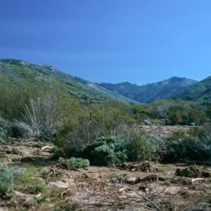 Baccharis Scrub, CaÃ±ada Cebada, Santa Cruz Island