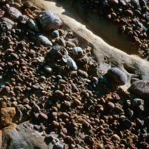 cobbles, lower Sauces Canyon, Santa Cruz Island