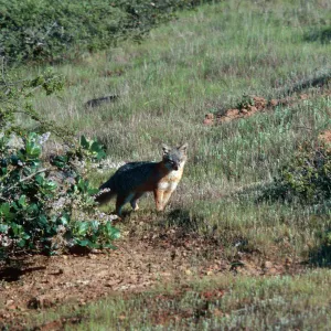 Island Fox, South Ridge Road, Christy Pines, Santa Cruz Island