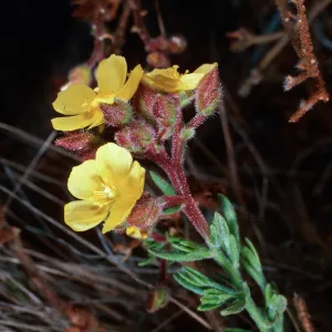 Helianthemum greenei, Christy Pines, Santa Cruz Island