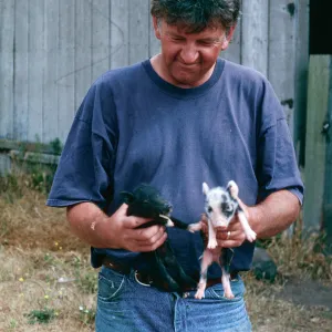 Keith Herold w/baby pigs, Christy barn, Santa Cruz Island