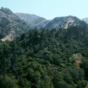 slopes above Pelican Bay, Santa Cruz Island