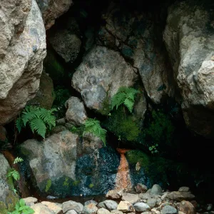 seep at Tinkers Cove, Santa Cruz Island