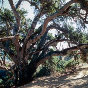 Autograph Tree, Pelican Bay, Santa Cruz Island