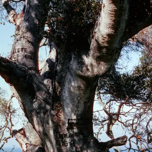 Autograph Tree, Pelican Bay, Santa Cruz Island