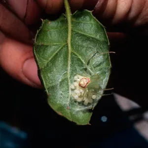 Crab spider w/eggs, Quecrcus agrifolia leaf (Coastal Live Oak), Campo Raton, Santa Cruz Island