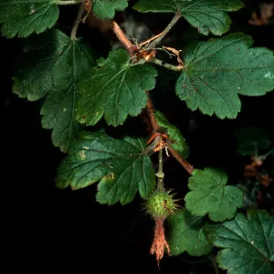 Ribes thacherianum, Campo Raton, Santa Cruz Island