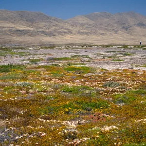 coastal flats, Fraser Point, Santa Cruz Island