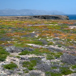 coastal flats, Fraser Point, Santa Cruz Island