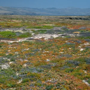 coastal flats, Fraser Point, Santa Cruz Island