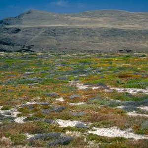 coastal flats, Fraser Point, Santa Cruz Island