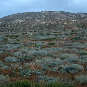 Astragalus, etc., bottom of Jump-off Road, Southwest side,San Nicolas Island