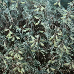 Astragalus traskiae, dunes, East of Cormorant Rock, Southwest end, San Nicolas Island