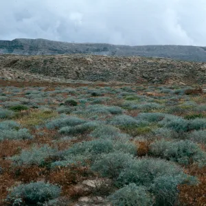Astragalus, Haplopappus, West of Jump-off Road, Southwest side, San Nicolas Island